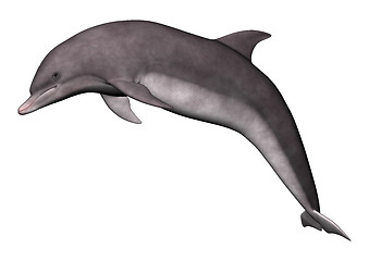 Image showing Jumping Dolphin