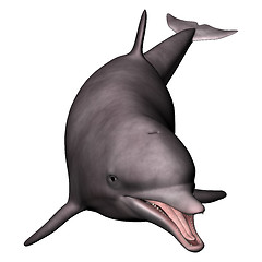 Image showing Dolphin