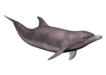 Image showing Dolphin