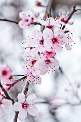 Image showing spring blossoms 