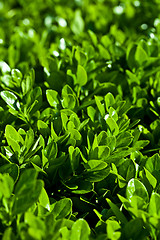 Image showing green leaves