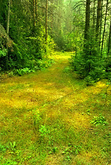 Image showing Summer Sunny Russian Forest Glade