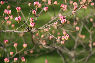 Image showing spring