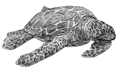 Image showing sea turtle