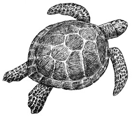 Image showing sea turtle