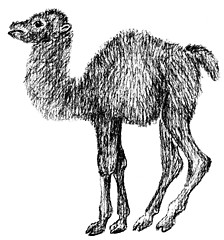 Image showing little camel