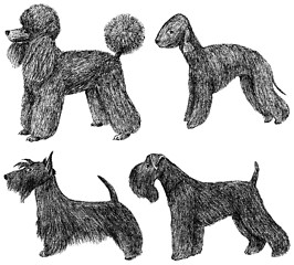 Image showing Toy dogs