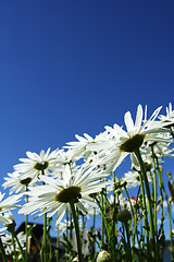 Image showing Daisies