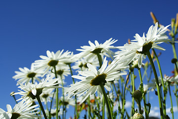 Image showing Wild daisies