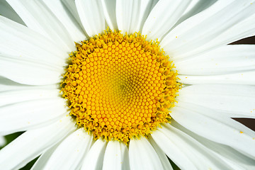 Image showing Daisy