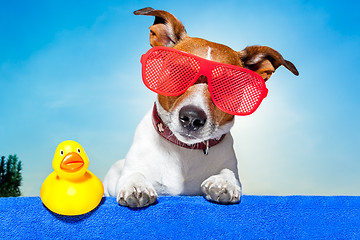 Image showing summer holiday dog 