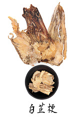 Image showing Angelica Herb Root