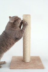 Image showing British Shorthair Cat