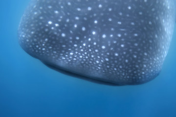 Image showing Whale Shark