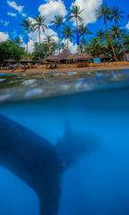 Image showing Whale shark below