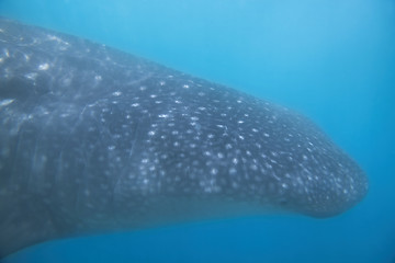 Image showing Whale Shark