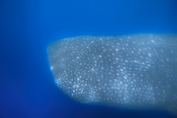 Image showing Whale Shark