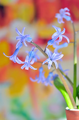 Image showing hyacinth flowers