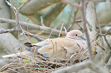 Image showing Mourning Dove