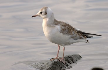 Image showing Black headed gull.