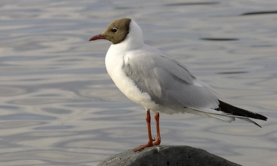 Image showing Black headed gull.