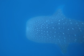 Image showing Whale Shark