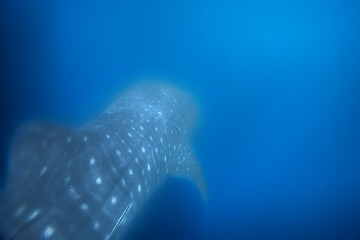 Image showing Whale Shark