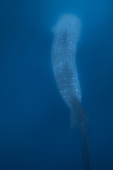 Image showing Whale Shark