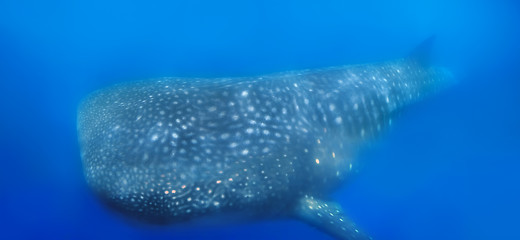 Image showing Whale Shark