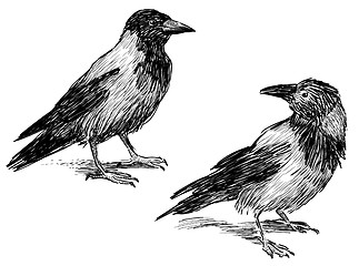 Image showing two crows