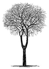 Image showing silhouette of tree