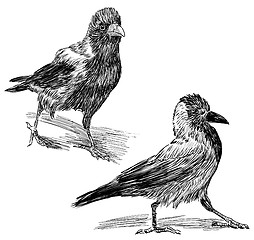 Image showing big crows