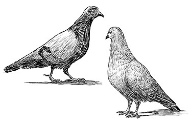 Image showing pigeons