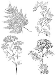 Image showing herbaceous plants