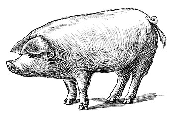 Image showing pig