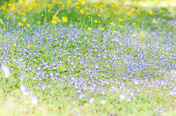 Image showing Blossoming field herbs with small flowers