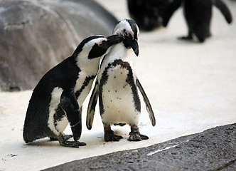 Image showing Penguin couple