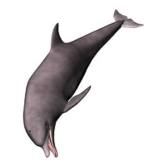Image showing Dolphin on White