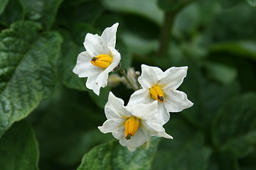 Image showing White potato-flower