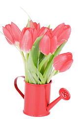 Image showing Spring Tulips