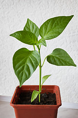 Image showing Young plant peppers. Seedling in a pot