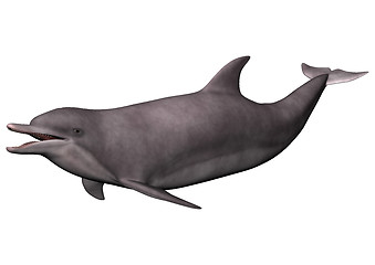 Image showing Dolphin on White