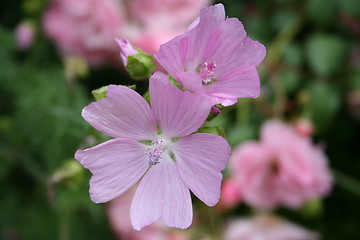 Image showing Summer flower