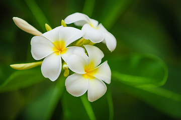 Image showing Beautiful white flowers of Plumeria (Frangipani) on green foliag