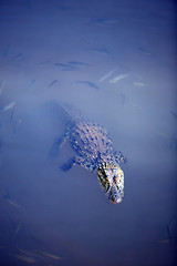 Image showing Crocodile floating