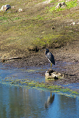 Image showing Tricolored Heron at water edge