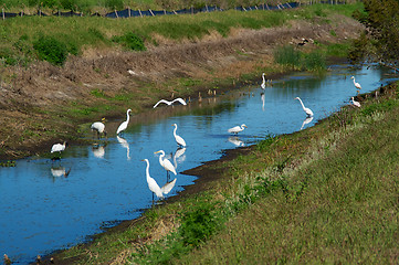 Image showing White herons at canal