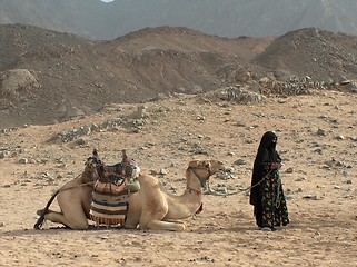 Image showing A camel with a bedouin, nomad woman on a desert