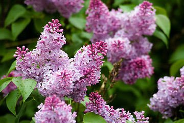 Image showing Lilac