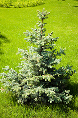 Image showing Blue fir
